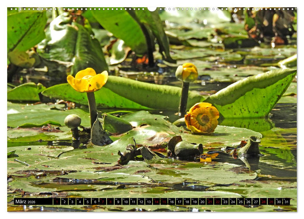 Naturwunder Wald (CALVENDO Premium Wandkalender 2026)