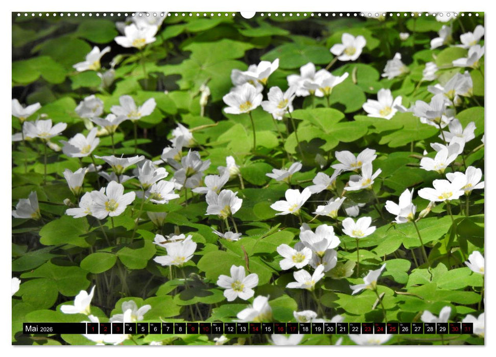 Naturwunder Wald (CALVENDO Premium Wandkalender 2026)