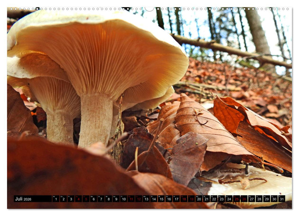 Naturwunder Wald (CALVENDO Premium Wandkalender 2026)