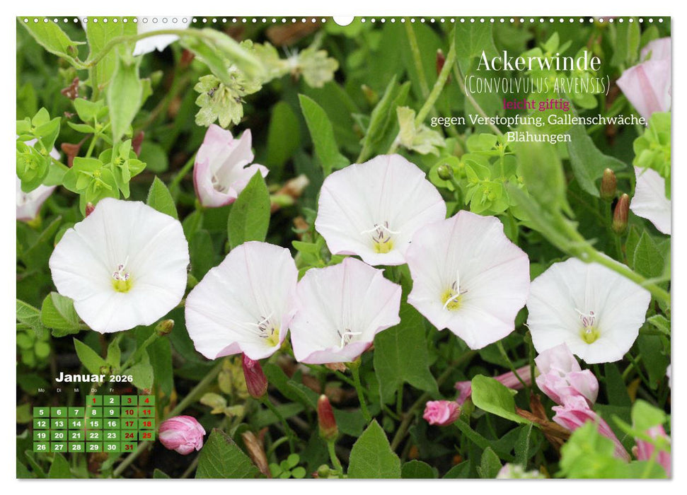 Heilpflanzen - Schätze im Garten (CALVENDO Premium Wandkalender 2026)