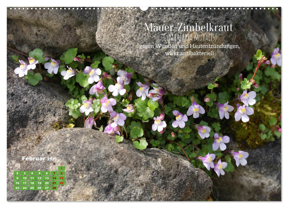 Heilpflanzen - Schätze im Garten (CALVENDO Premium Wandkalender 2026)