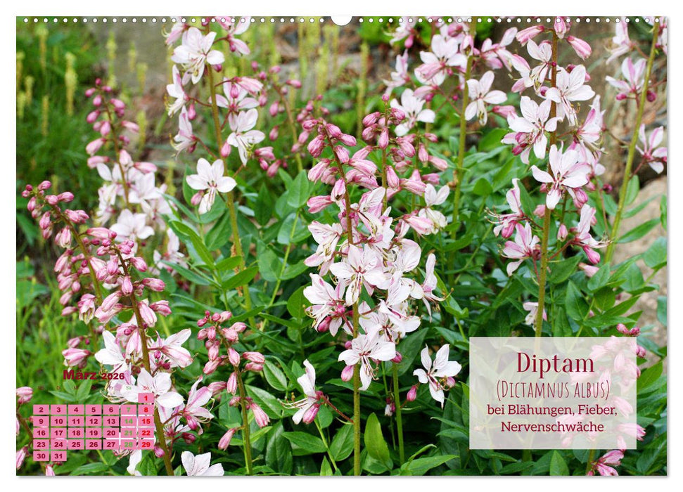 Heilpflanzen - Schätze im Garten (CALVENDO Premium Wandkalender 2026)
