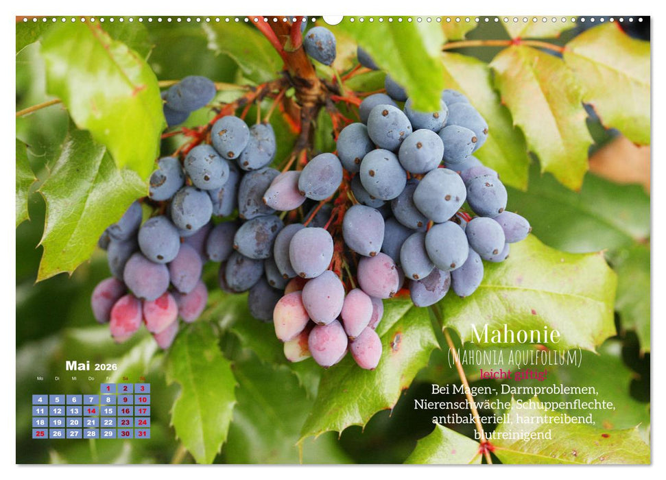 Heilpflanzen - Schätze im Garten (CALVENDO Premium Wandkalender 2026)