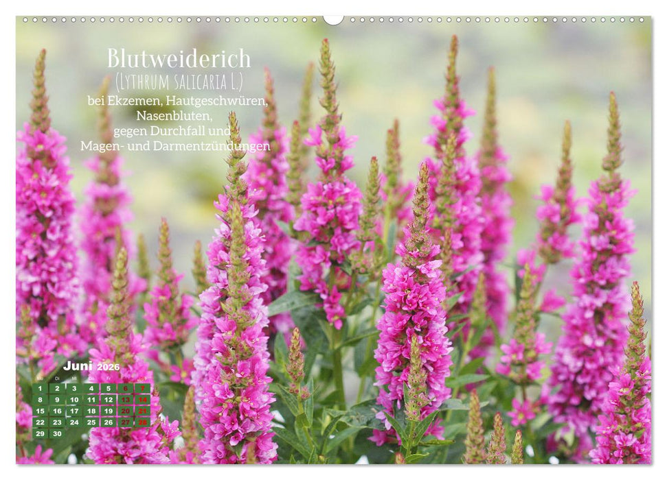 Heilpflanzen - Schätze im Garten (CALVENDO Premium Wandkalender 2026)