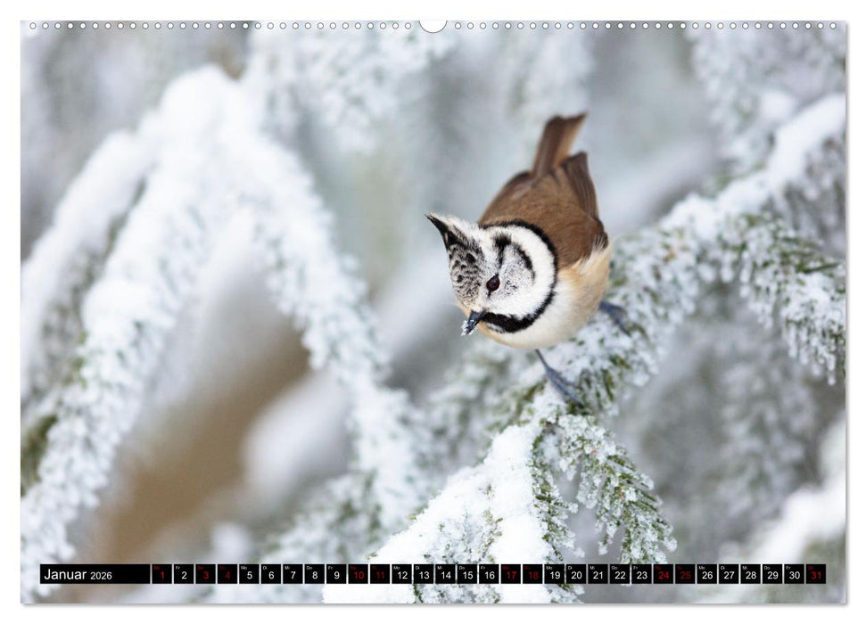 Tierische Begegnungen (CALVENDO Premium Wandkalender 2026)