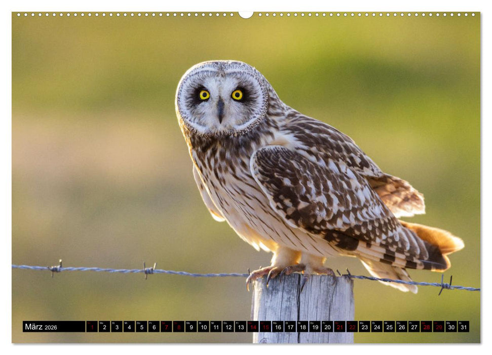 Tierische Begegnungen (CALVENDO Premium Wandkalender 2026)