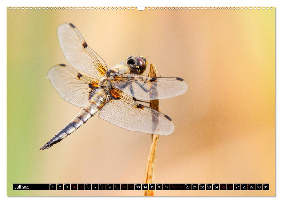 Tierische Begegnungen (CALVENDO Premium Wandkalender 2026)