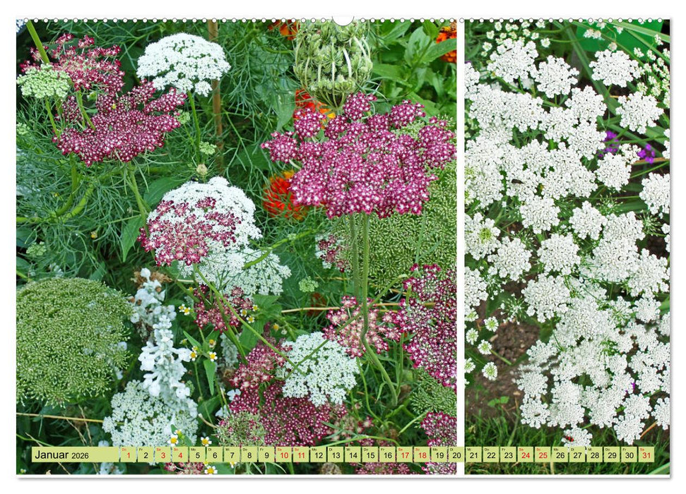 Farbenprächtige Stauden im Hermannshof in Weinheim (CALVENDO Premium Wandkalender 2026)