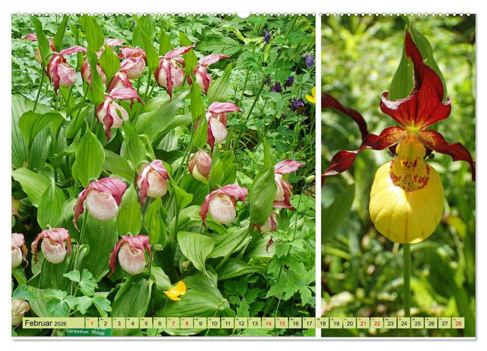 Farbenprächtige Stauden im Hermannshof in Weinheim (CALVENDO Premium Wandkalender 2026)