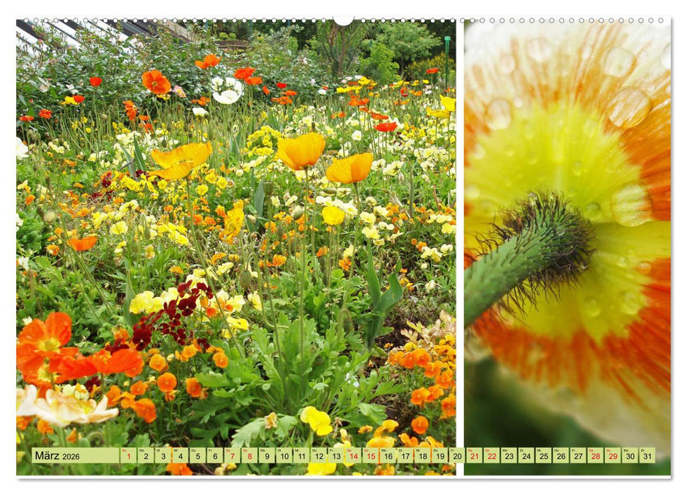 Farbenprächtige Stauden im Hermannshof in Weinheim (CALVENDO Premium Wandkalender 2026)