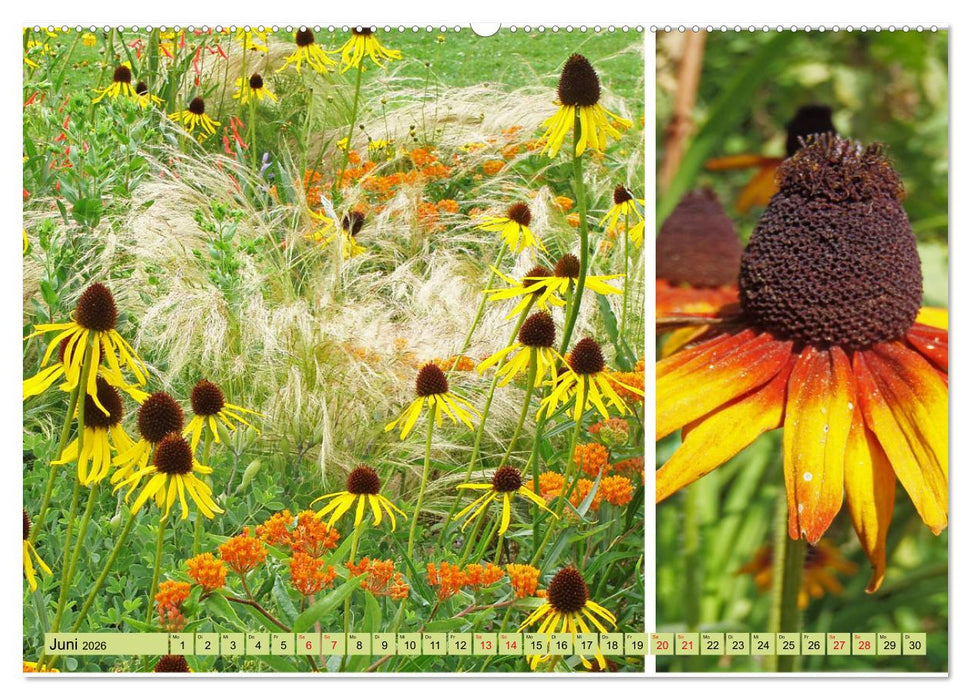 Farbenprächtige Stauden im Hermannshof in Weinheim (CALVENDO Premium Wandkalender 2026)