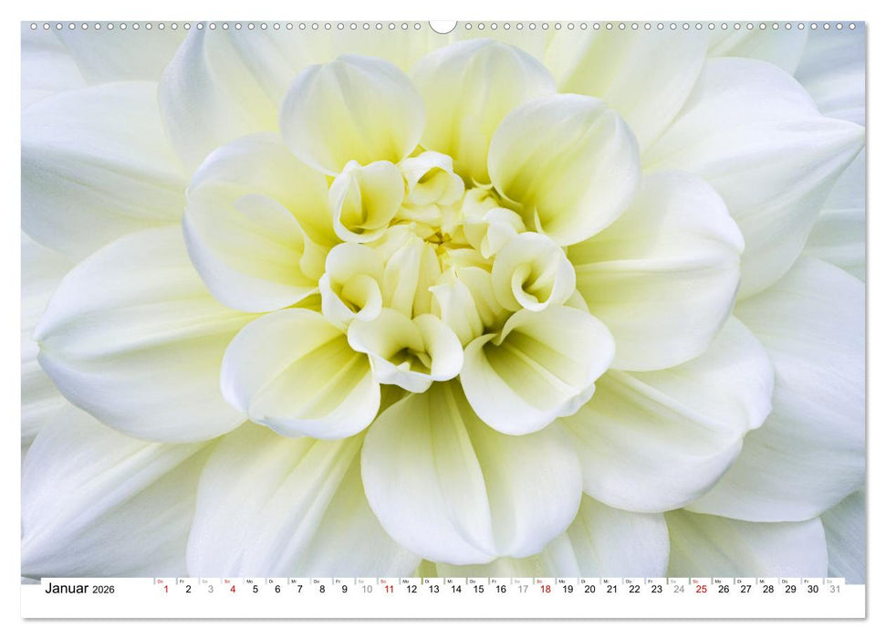 Dahlien-Kronen (CALVENDO Premium Wandkalender 2026)