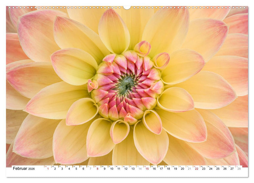 Dahlien-Kronen (CALVENDO Premium Wandkalender 2026)