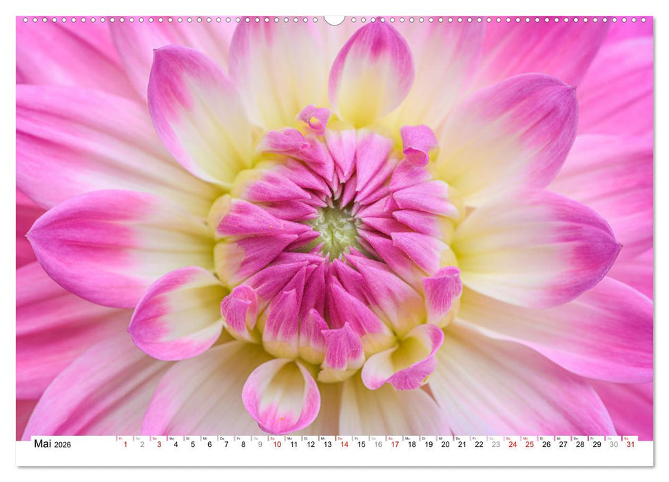 Dahlien-Kronen (CALVENDO Premium Wandkalender 2026)