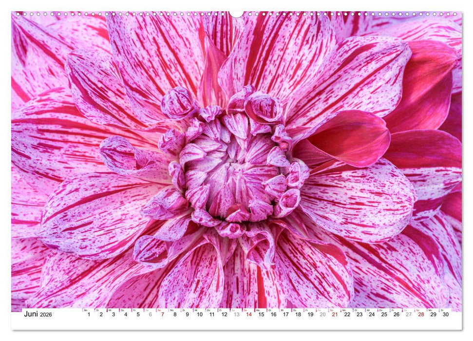 Dahlien-Kronen (CALVENDO Premium Wandkalender 2026)