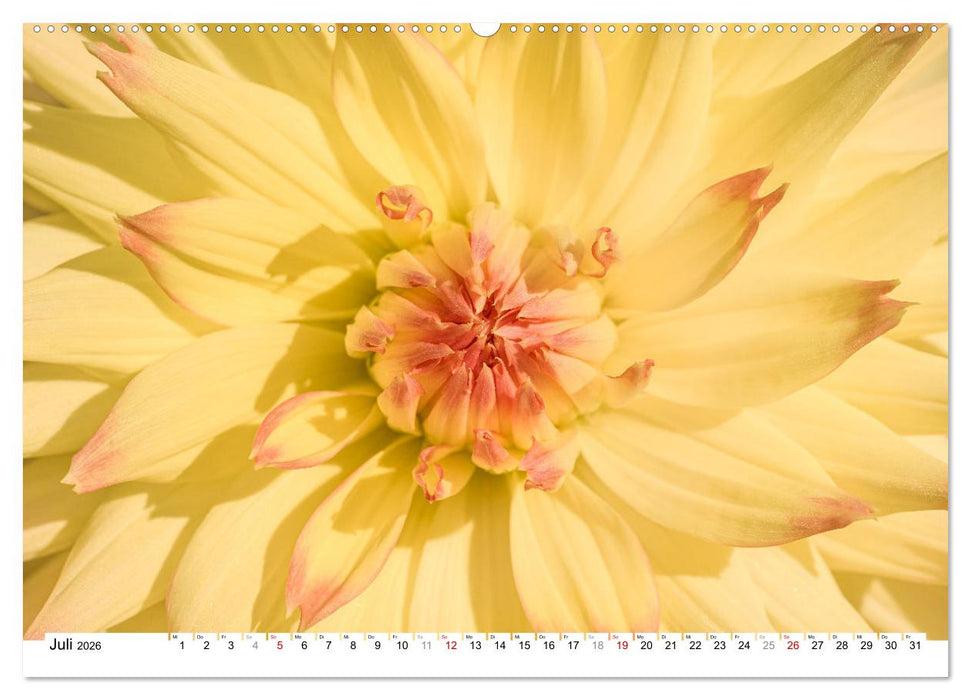 Dahlien-Kronen (CALVENDO Premium Wandkalender 2026)