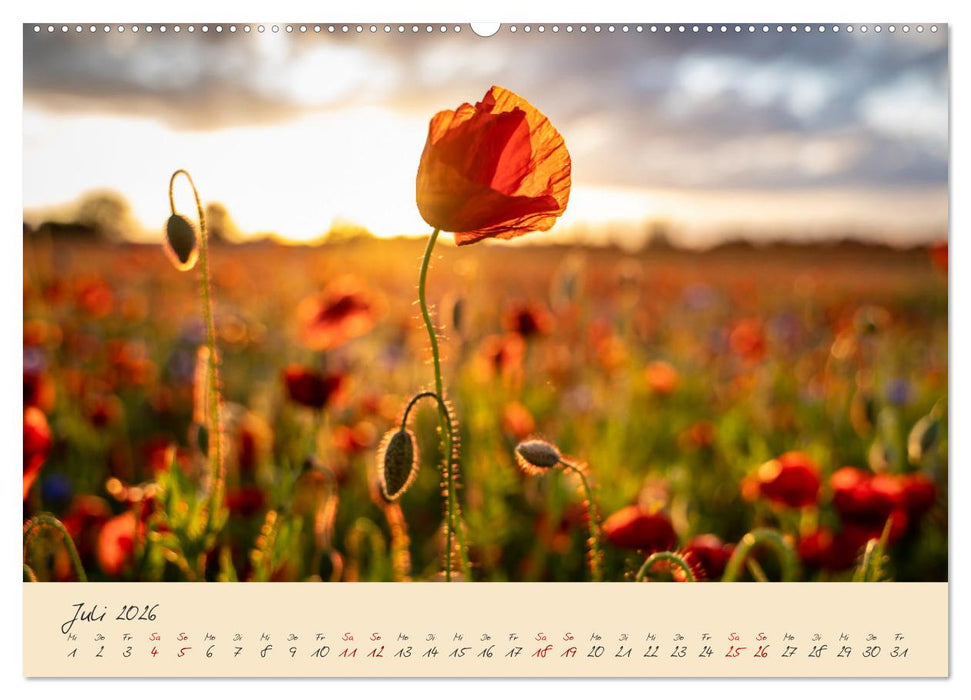 Friedländer Große Wiese (CALVENDO Premium Wandkalender 2026)