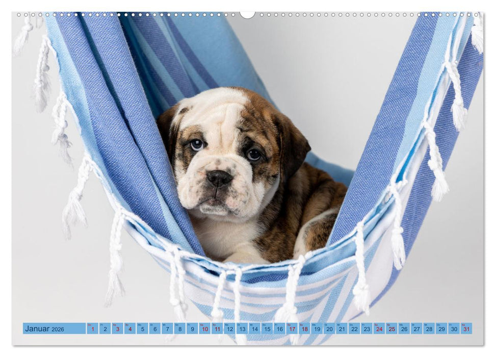 Welpen in der Hängematte (CALVENDO Premium Wandkalender 2026)