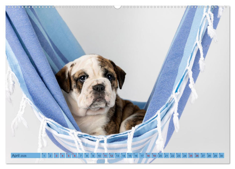 Welpen in der Hängematte (CALVENDO Premium Wandkalender 2026)