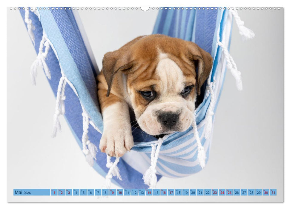 Welpen in der Hängematte (CALVENDO Premium Wandkalender 2026)