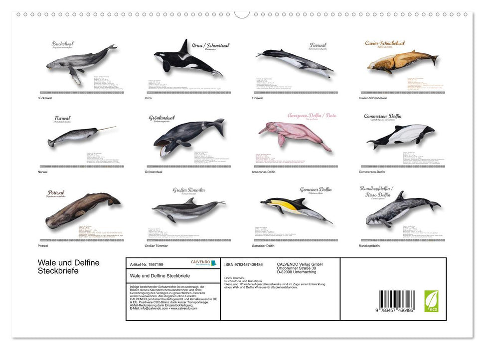 Wale und Delfine Steckbriefe (CALVENDO Premium Wandkalender 2026)