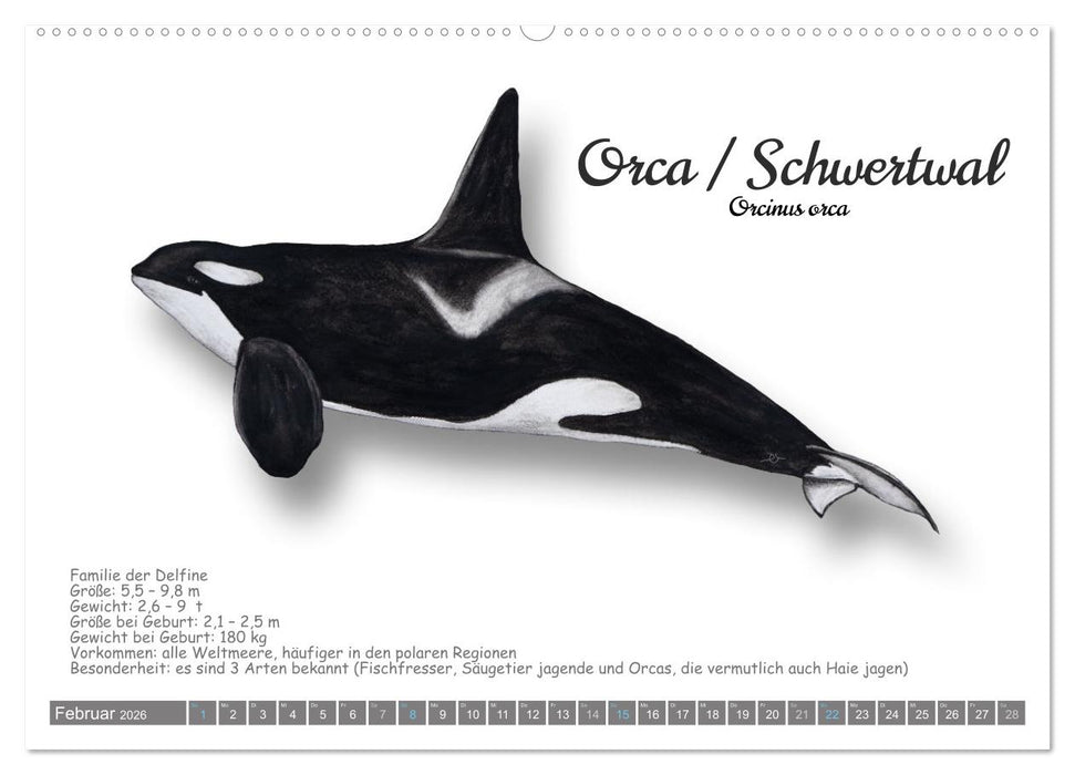 Wale und Delfine Steckbriefe (CALVENDO Premium Wandkalender 2026)