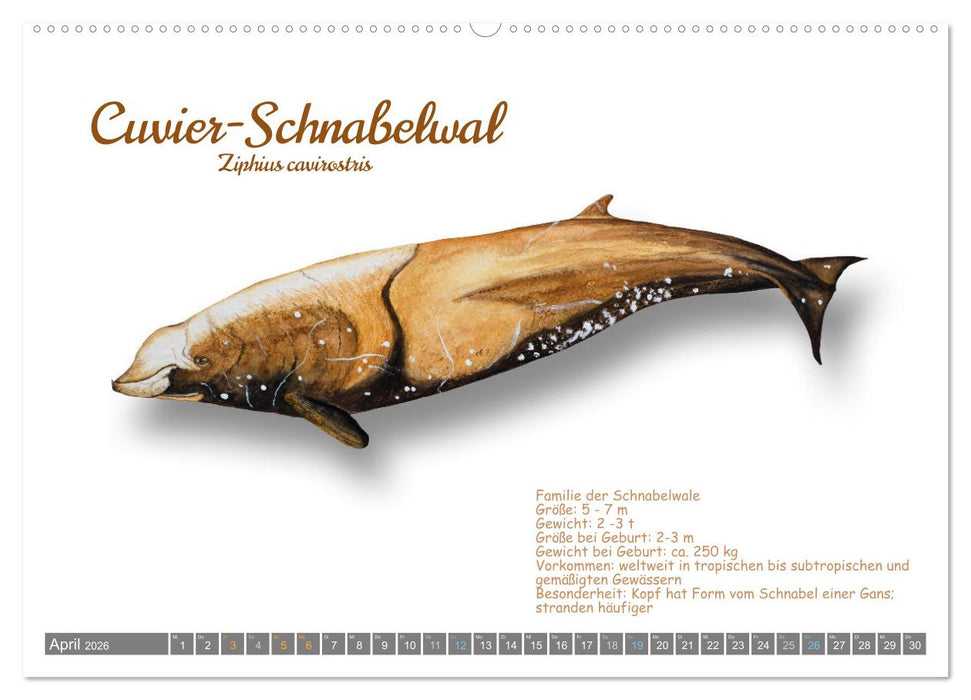Wale und Delfine Steckbriefe (CALVENDO Premium Wandkalender 2026)