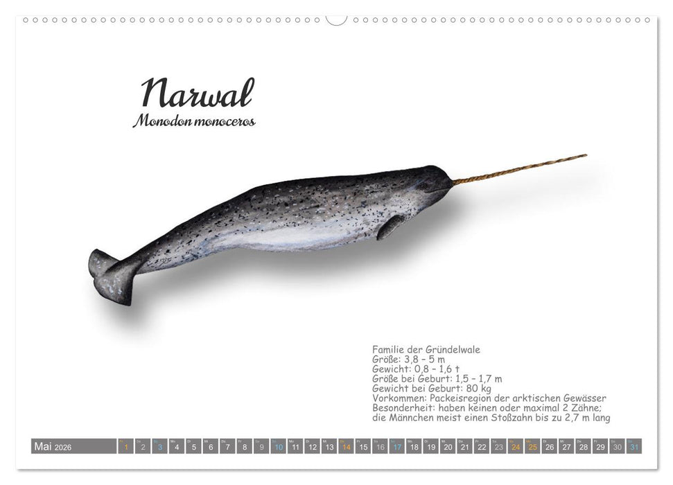 Wale und Delfine Steckbriefe (CALVENDO Premium Wandkalender 2026)