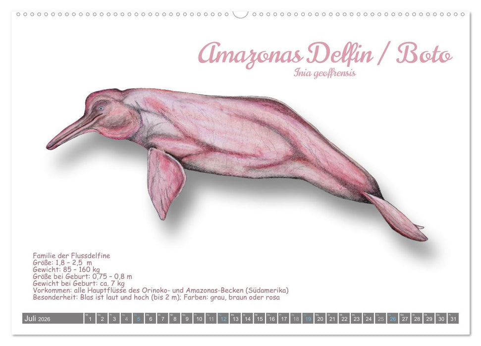 Wale und Delfine Steckbriefe (CALVENDO Premium Wandkalender 2026)