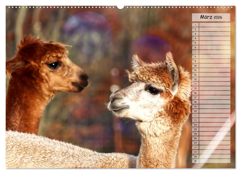 Alpaka, coole Typen mit wilden Frisuren (CALVENDO Premium Wandkalender 2026)