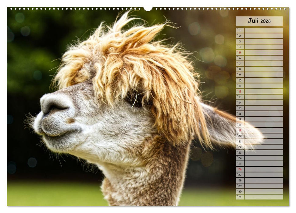 Alpaka, coole Typen mit wilden Frisuren (CALVENDO Premium Wandkalender 2026)