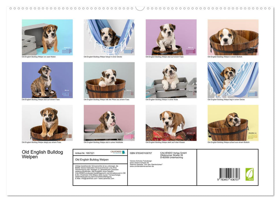 Old English Bulldog Welpen (CALVENDO Premium Wandkalender 2026)