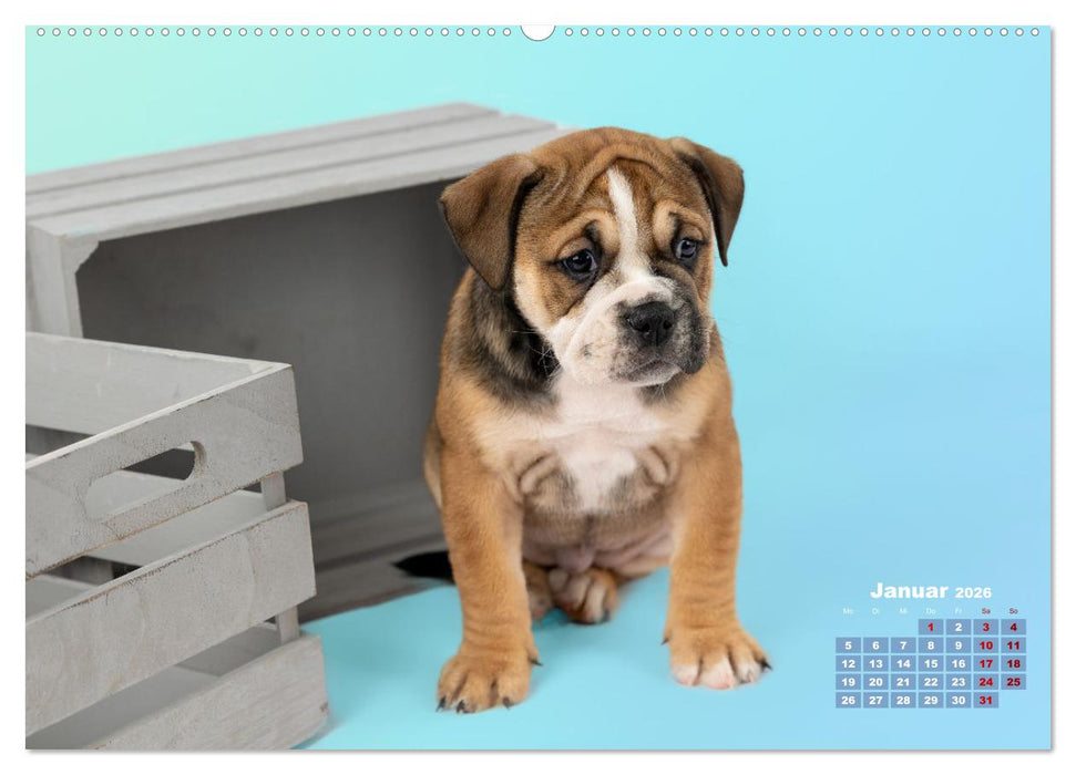 Old English Bulldog Welpen (CALVENDO Premium Wandkalender 2026)