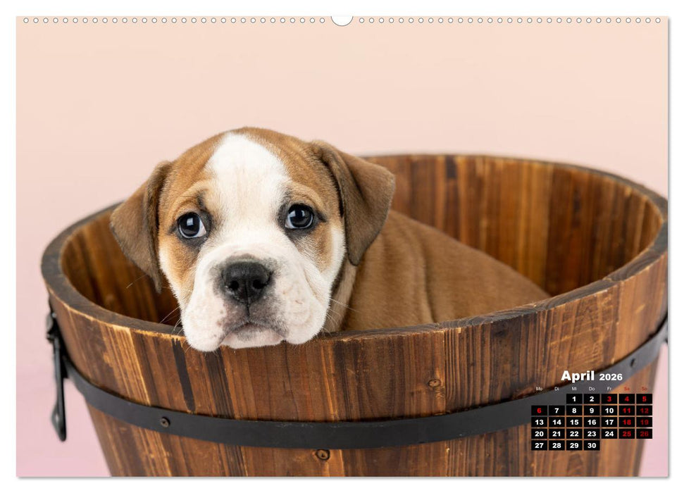 Old English Bulldog Welpen (CALVENDO Premium Wandkalender 2026)