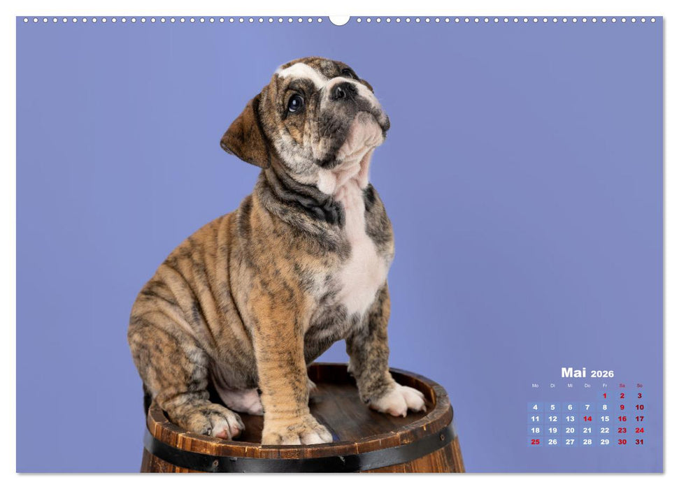 Old English Bulldog Welpen (CALVENDO Premium Wandkalender 2026)