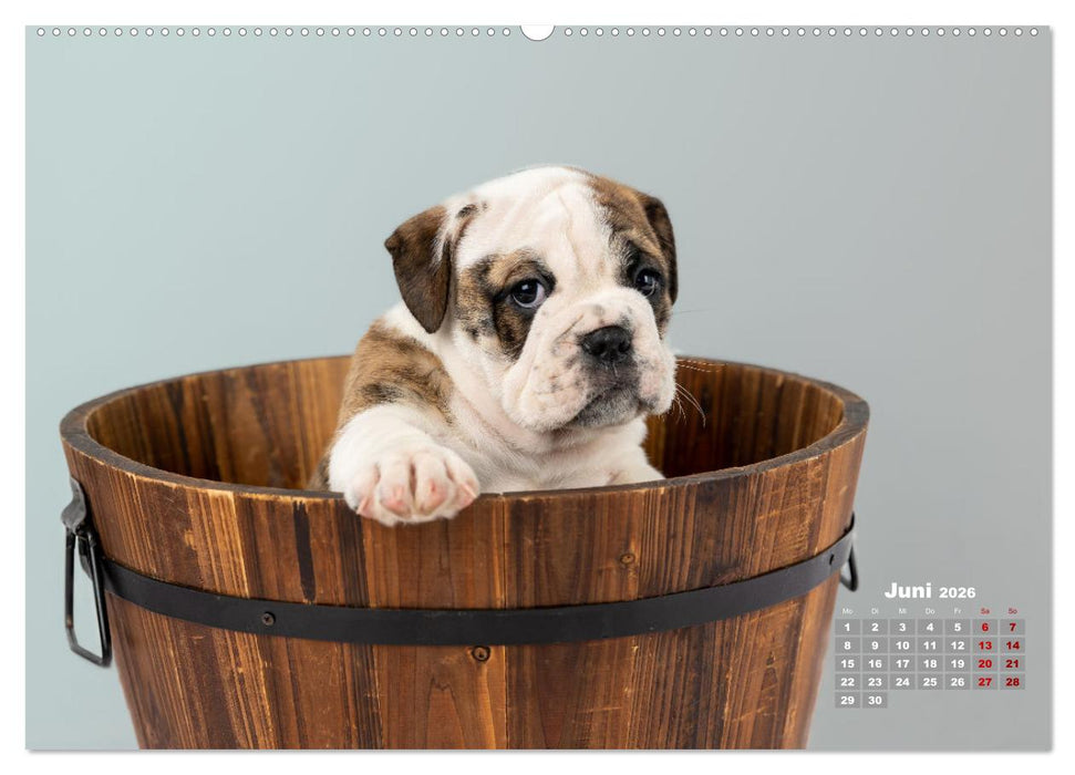 Old English Bulldog Welpen (CALVENDO Premium Wandkalender 2026)