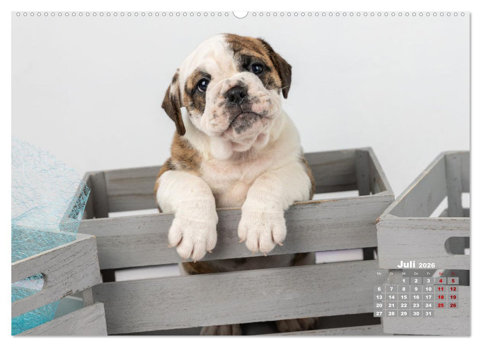 Old English Bulldog Welpen (CALVENDO Premium Wandkalender 2026)
