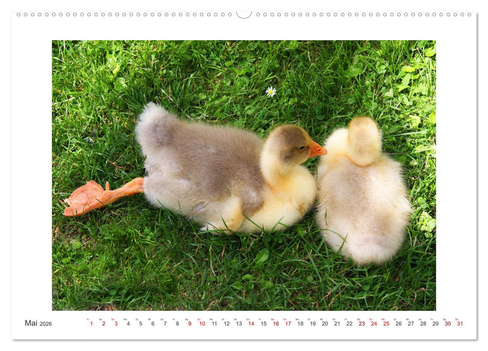 Bezauberndes Federvieh (CALVENDO Premium Wandkalender 2026)