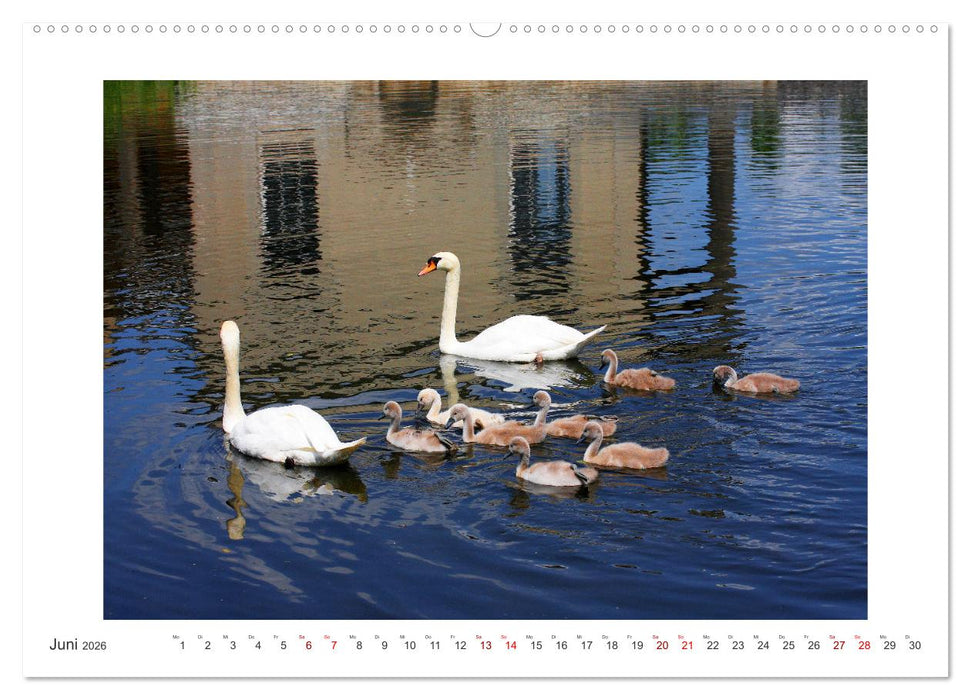 Bezauberndes Federvieh (CALVENDO Premium Wandkalender 2026)