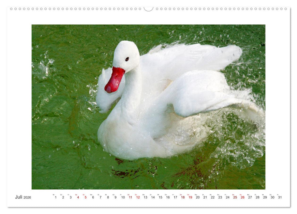 Bezauberndes Federvieh (CALVENDO Premium Wandkalender 2026)