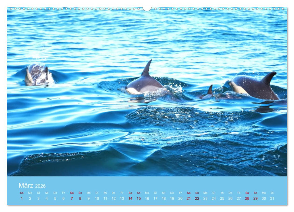 Natürlich Delfine (CALVENDO Premium Wandkalender 2026)
