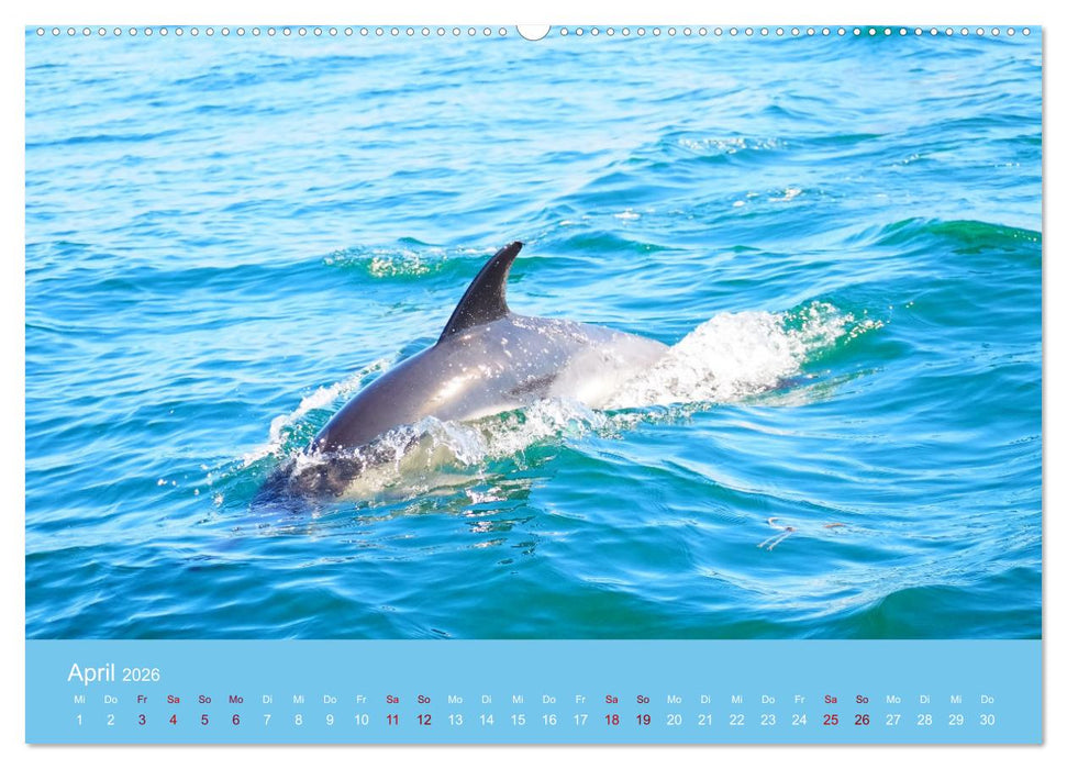 Natürlich Delfine (CALVENDO Premium Wandkalender 2026)
