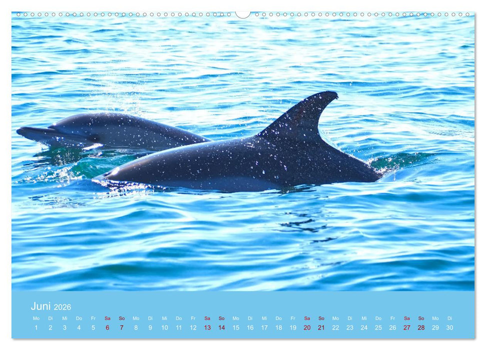 Natürlich Delfine (CALVENDO Premium Wandkalender 2026)
