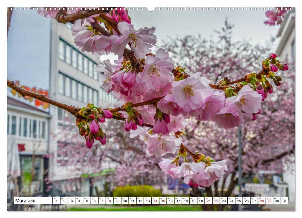 Kassel begeistert (CALVENDO Premium Wandkalender 2026)