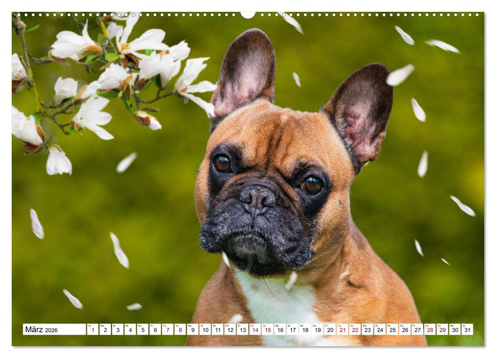 Ohne Hund ist alles nichts - Mit unseren besten Freunden durch das Jahr (CALVENDO Premium Wandkalender 2026)