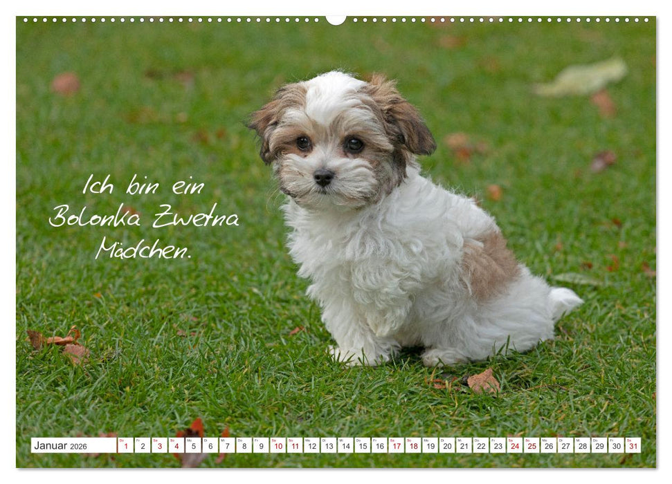 Hallo, ich bin Lilly (CALVENDO Premium Wandkalender 2026)