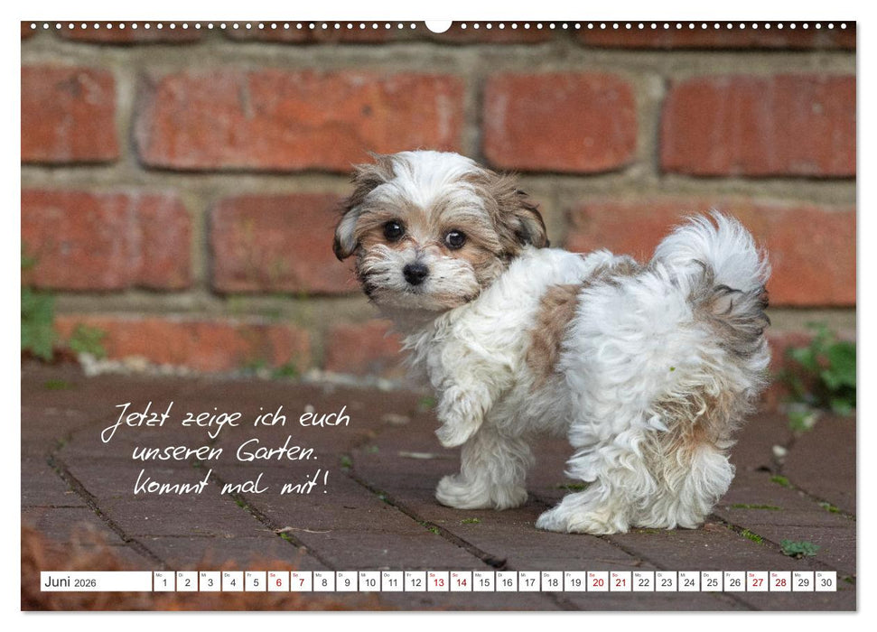 Hallo, ich bin Lilly (CALVENDO Premium Wandkalender 2026)