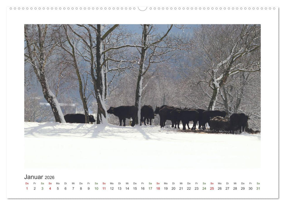 MuhViehStars (CALVENDO Premium Wandkalender 2026)