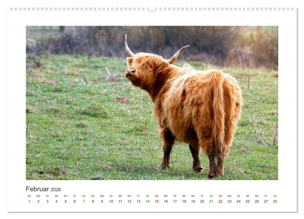 MuhViehStars (CALVENDO Premium Wandkalender 2026)