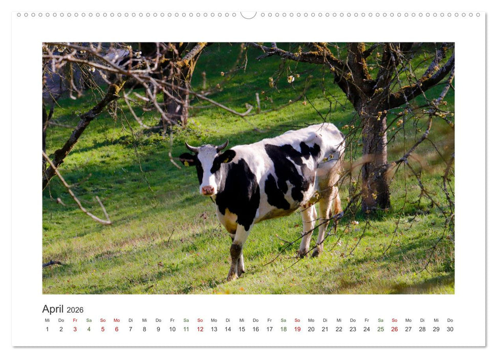 MuhViehStars (CALVENDO Premium Wandkalender 2026)